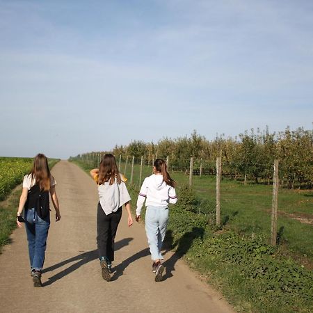 Hoeve Jadoul Gingelom Εξωτερικό φωτογραφία